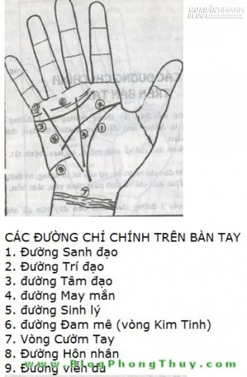 Ph&acirc;n t&iacute;ch c&aacute;c đường chỉ tay để biết vận vận v&agrave; sự nghiệp của bạn