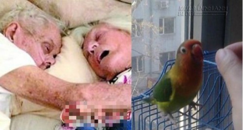 Kỳ lạ câu chuyện hồn ma người chồng đầu thai vào chú vẹt về sống cùng vợ