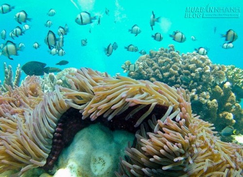 Du lịch Nha Trang ngắm bãi Tiên như thực như mơ