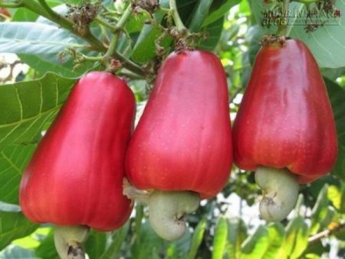 Thuốc diệt muỗi từ cây cỏ