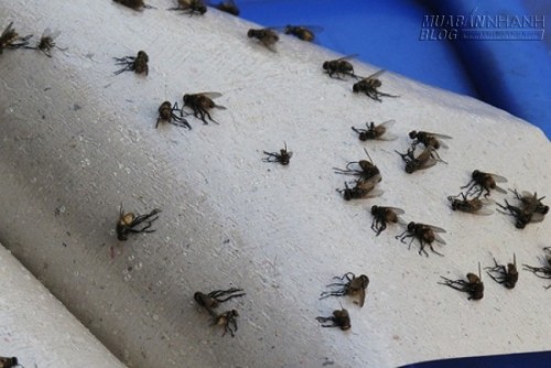 4 chiêu đuổi ruồi, diệt sạch ruồi chỉ trong nháy mắt