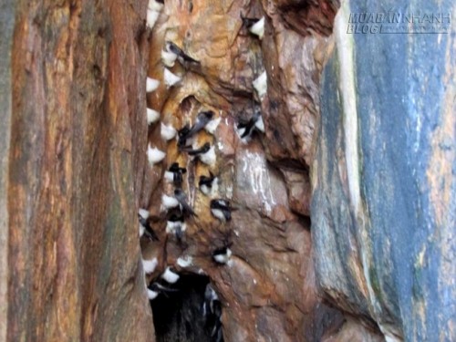 Du lịch Nha Trang gh&eacute; thăm đảo yến c&oacute; b&atilde;i tắm đ&ocirc;i tự nhi&ecirc;n