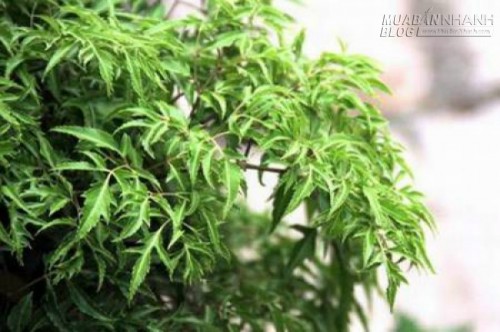 Những cây vừa làm kiểng, thực phẩm và thuốc chữa bệnh