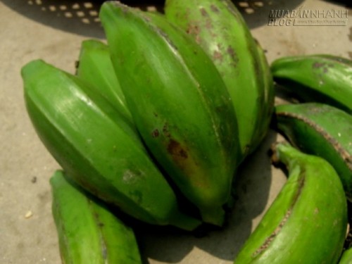 Bài thuốc quý dân gian từ cây Chuối Hột