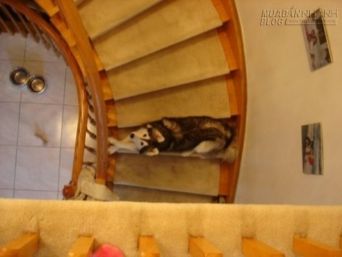 Bật cười với cô chó husky luôn nghĩ mình là... mèo con