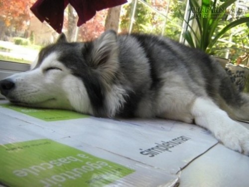 Bật cười với cô chó husky luôn nghĩ mình là... mèo con