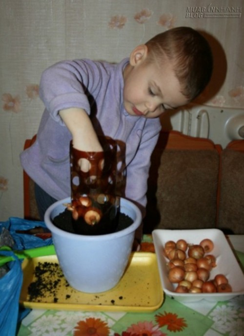 2 cách trồng hành lá siêu đơn giản đủ ăn cho cả gia đình