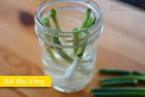 2 cách trồng hành lá siêu đơn giản đủ ăn cho cả gia đình