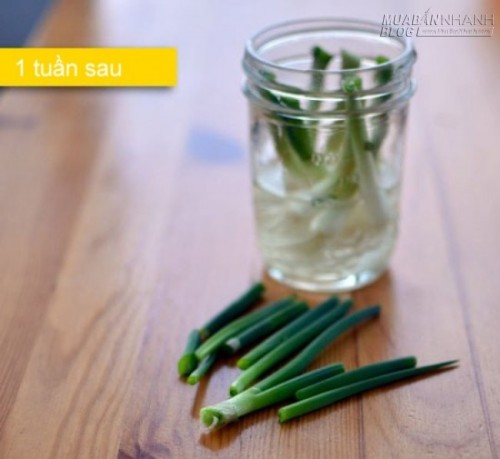 2 cách trồng hành lá siêu đơn giản đủ ăn cho cả gia đình