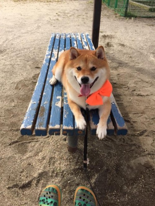 Chết cười chú chó Shiba Inu đã béo lại còn lười tập thể dục