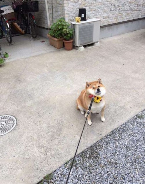 Chết cười chú chó Shiba Inu đã béo lại còn lười tập thể dục