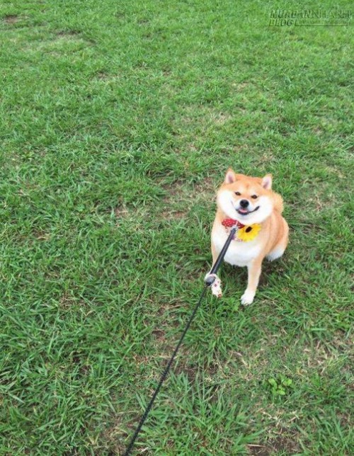 Chết cười chú chó Shiba Inu đã béo lại còn lười tập thể dục