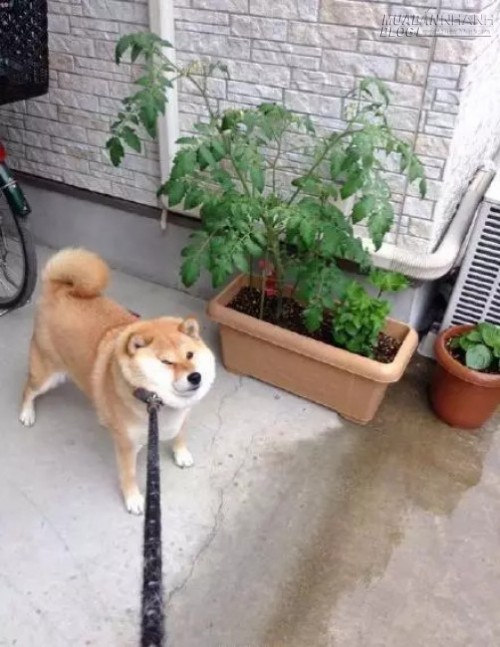 Chết cười chú chó Shiba Inu đã béo lại còn lười tập thể dục