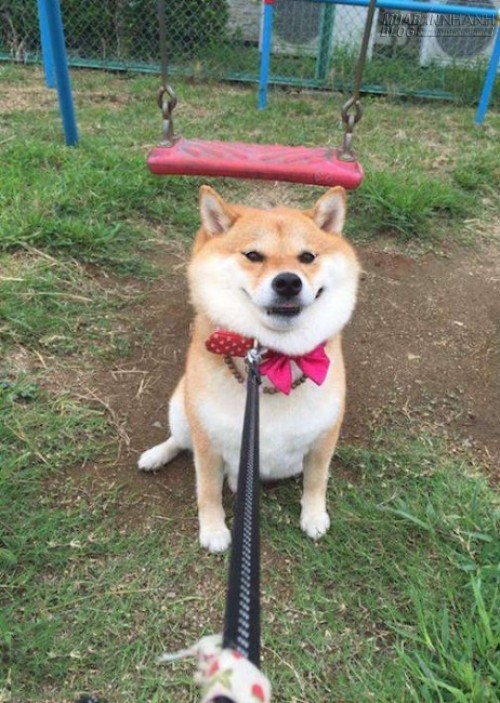 Chết cười chú chó Shiba Inu đã béo lại còn lười tập thể dục