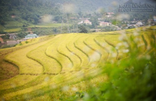 Du lịch Lào Cai ngắm Ngải Thầu mùa lúa chín