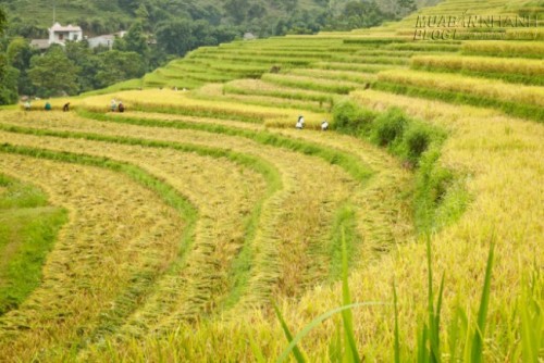 Du lịch Lào Cai ngắm Ngải Thầu mùa lúa chín