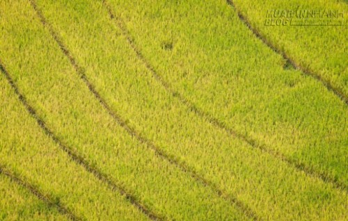 Du lịch Lào Cai ngắm Ngải Thầu mùa lúa chín