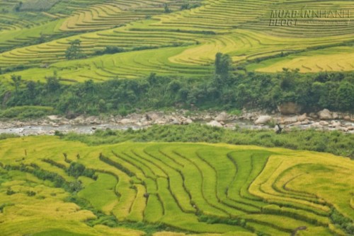 Du lịch Lào Cai ngắm Ngải Thầu mùa lúa chín