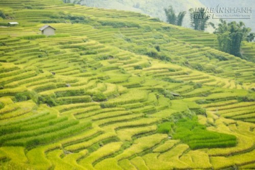 Du lịch Lào Cai ngắm Ngải Thầu mùa lúa chín