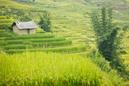 Du lịch Lào Cai ngắm Ngải Thầu mùa lúa chín