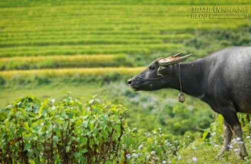 Du lịch Lào Cai ngắm Ngải Thầu mùa lúa chín
