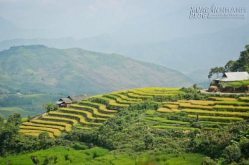 Du lịch Lào Cai ngắm Ngải Thầu mùa lúa chín