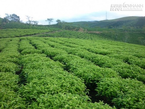 Du lịch Đà Lạt ngắm cung đường tuyệt đẹp dưới chân đèo D’Ran