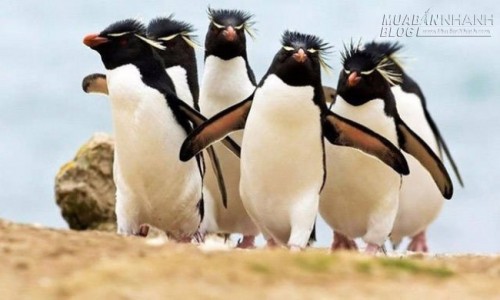 Không thể nhịn cười với những con vật này