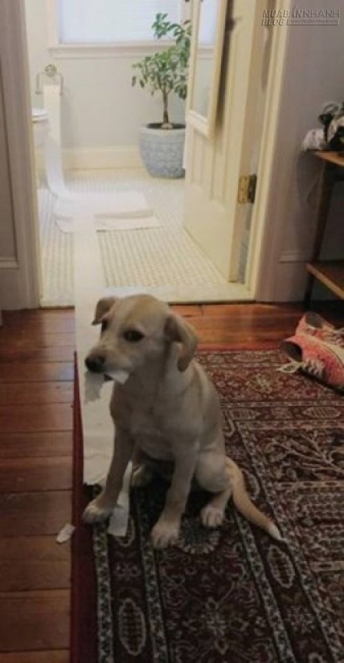 Không thể nhịn cười với những con vật này