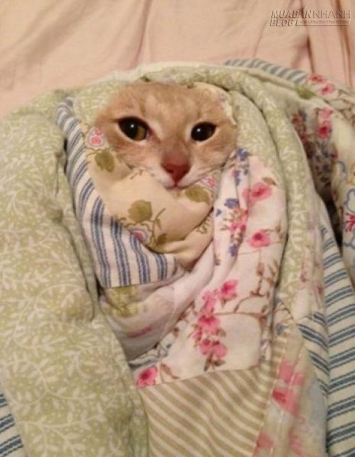 Không thể nhịn cười với những con vật này