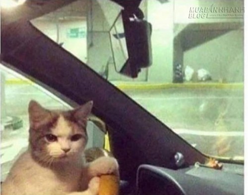 Không thể nhịn cười với những con vật này