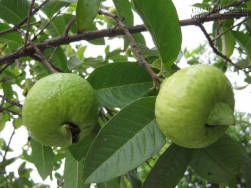Thuốc quý chữa tiểu đường ở trên cây ổi mà hằng ngày bạn đã bỏ qua