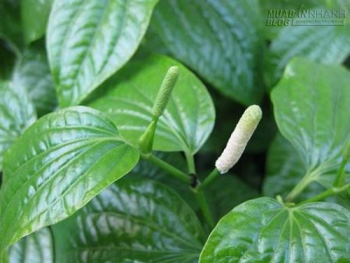 4 Loại thảo dược dễ tìm chữa đau lưng cực hiệu quả
