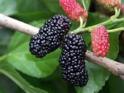 4 Loại thảo dược dễ tìm chữa đau lưng cực hiệu quả