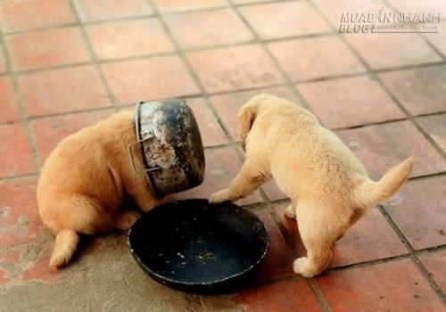 Cười đau bụng với nỗi lòng của những chú chó nghịch dại