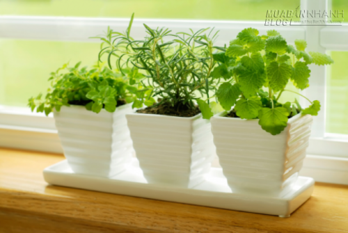 Chấp nhận và hạnh phúc