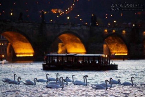 Theo dòng Vltava khám phá Prague xinh đẹp