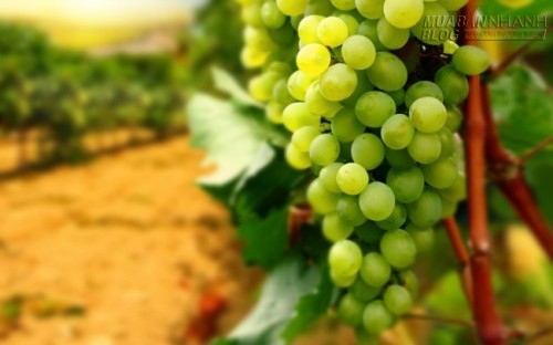 7 thắng cảnh hút khách của du lịch Ninh Thuận