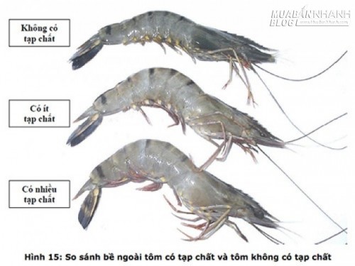 Mẹo nhận biết tôm, bò, gà bơm hóa chất cực đơn giản