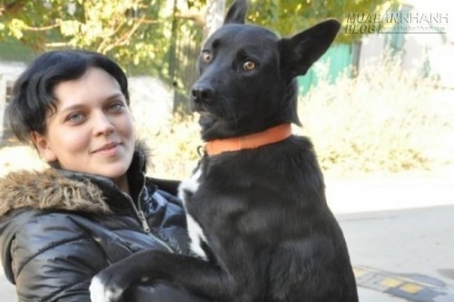 Chú chó đi bộ một mình hơn 300km để tìm về nhà chủ cũ