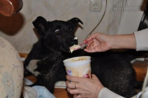 Chú chó đi bộ một mình hơn 300km để tìm về nhà chủ cũ