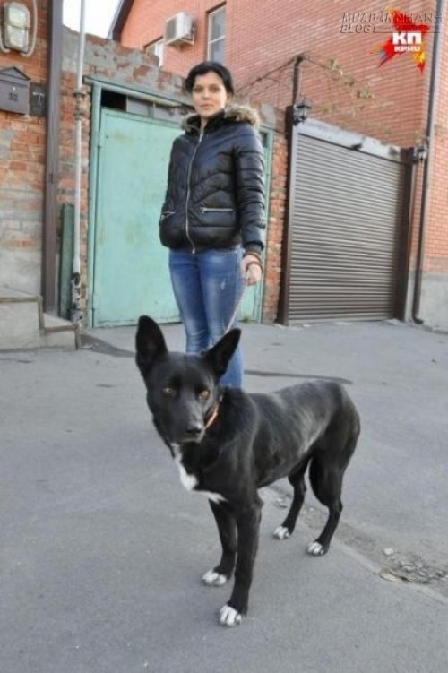 Chú chó đi bộ một mình hơn 300km để tìm về nhà chủ cũ