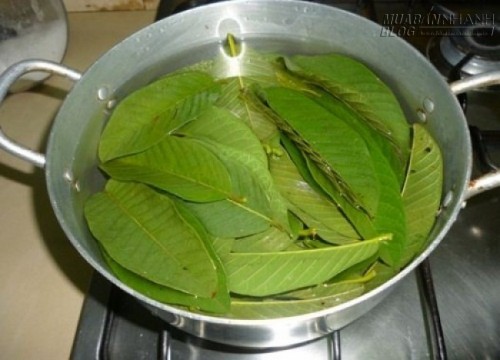 Vị thuốc chữa tiểu đường không ai ngờ tới lại có nhiều ở Việt Nam