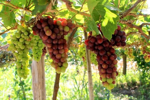 Phong cảnh ngoạn mục trên cung đường ven biển Ninh Thuận