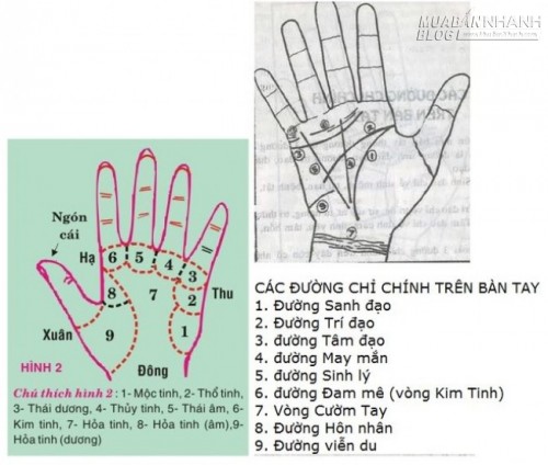 Nếu có dấu hiệu này trong lòng bàn tay, bạn sẽ cực kỳ giàu có và thành đạt