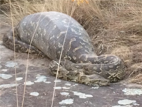 9 câu chuyện kì lạ nhất năm 2015