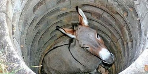 Câu chuyện con lừa rơi xuống đáy giếng và bài học cuộc sống đáng suy ngẫm