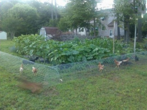 Mô hình nuôi gà thả vườn 3 trong 1 gà béo  rau xanh đua nhau lớn