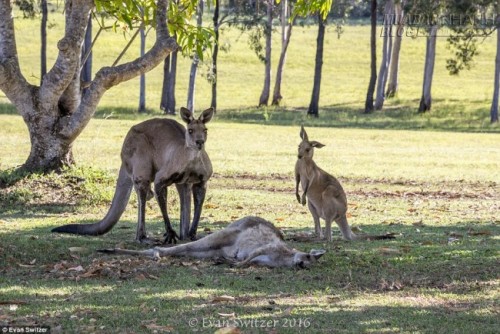 Kangaroo tấn công chủ đến chết ở Tây Australia  Thế giới  ZINGNEWSVN