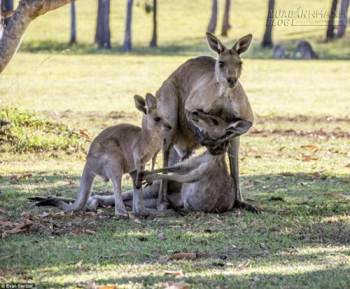 Australia cho phép thợ săn giết hàng triệu con kangaroo hàng năm  Thế giới